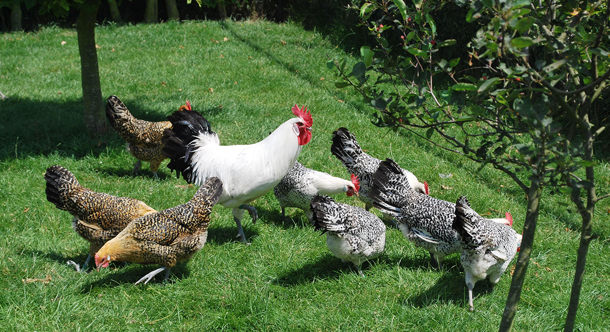 Abbildung einer Geflügelfamilie