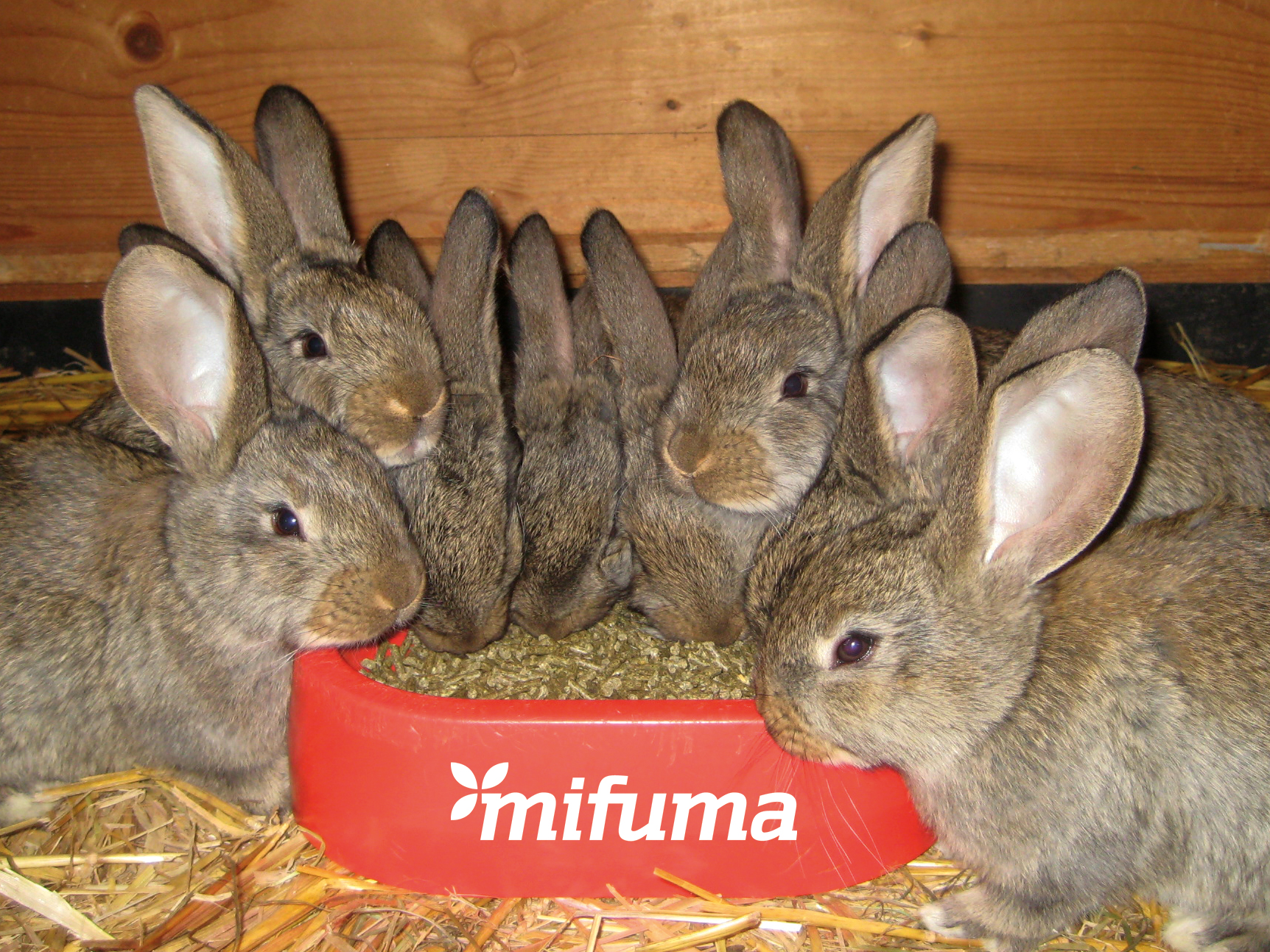 [Translate to French:] Kaninchenfutter für alle Lebenslagen