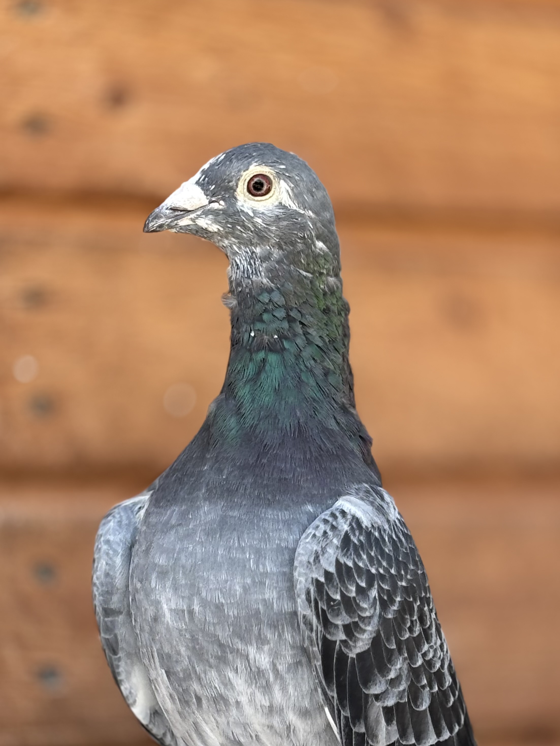 [Translate to Français:] Taube in der Mauser