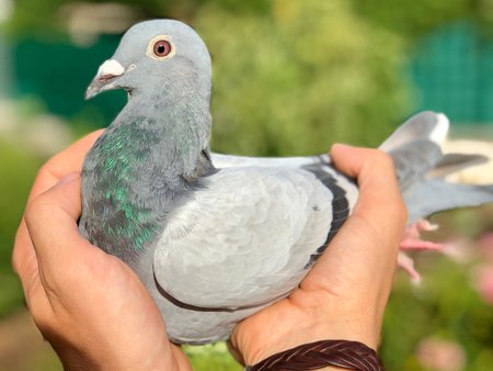 Mifuma Fourage pour pigeons
