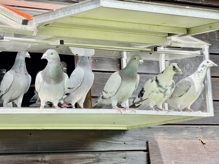 Jungtauben beim Ausflug aus dem Schlag – frische Luft und Orientierungstraining