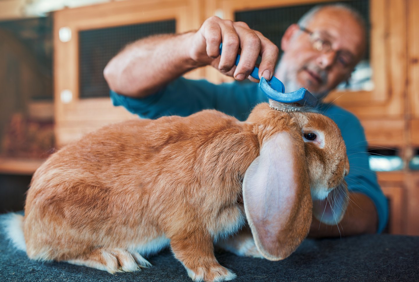 [Translate to French:] Schauvorbereitung Rassekaninchen