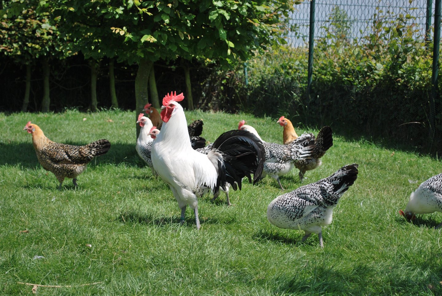 [Translate to French:] Home farming Geflügel