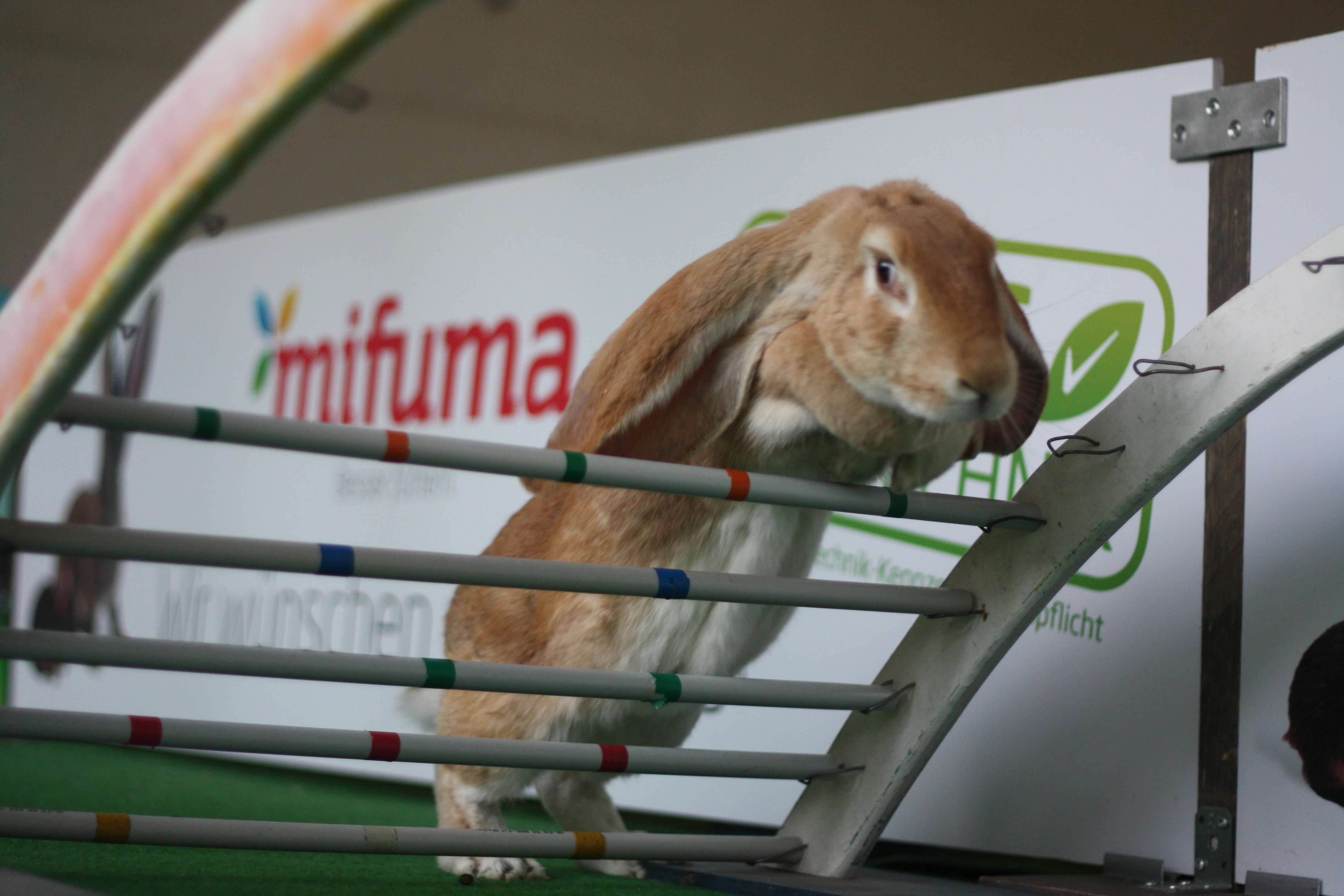 [Translate to French:] Mifuma Kaninhop